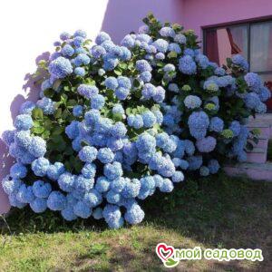 Гортензия крупнолистовая Йола