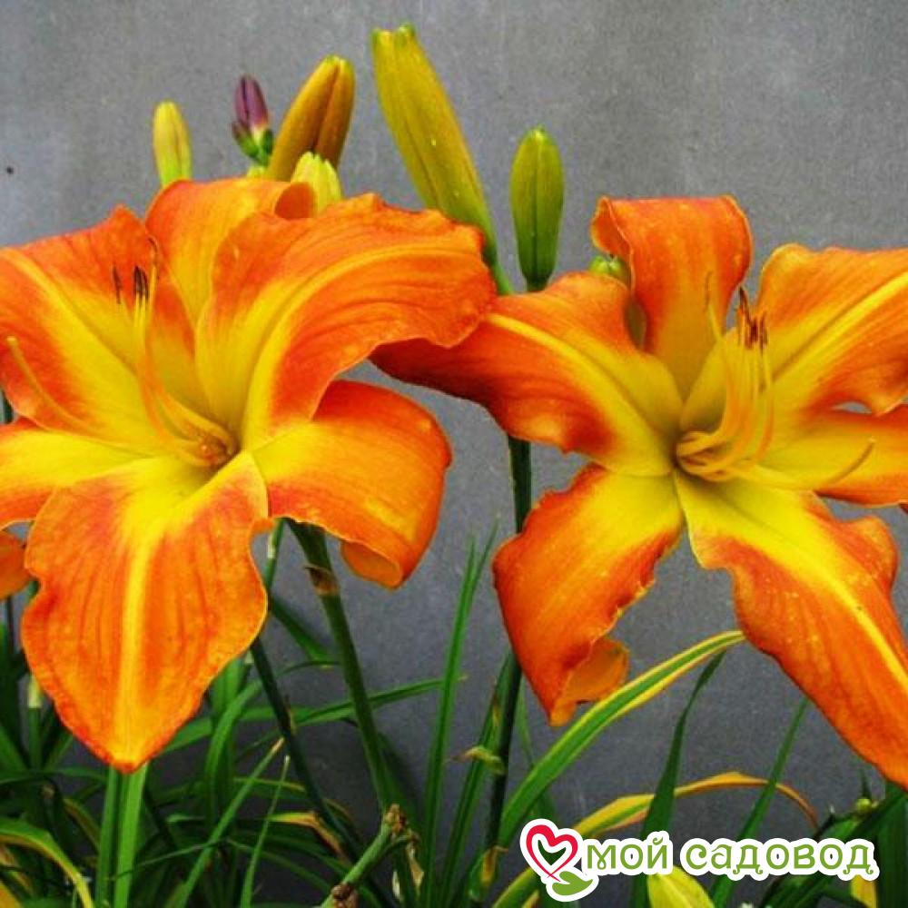 ЛИЛЕЙНИК ГИБРИДНЫЙ КАРРИК УИЛДОН