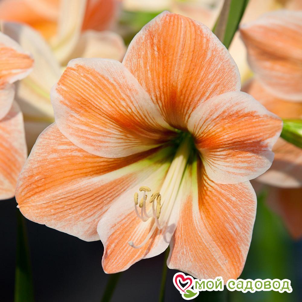 АМАРИЛЛИСА АБРИКОСОВЫЙ ПАРФЕ