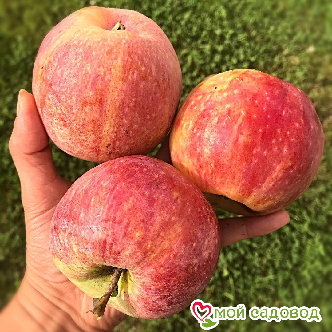 Яблоня Конфетное